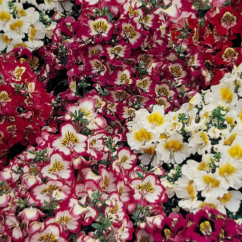 Schizanthus wisetonensis, Fattigmandsorkide, mix