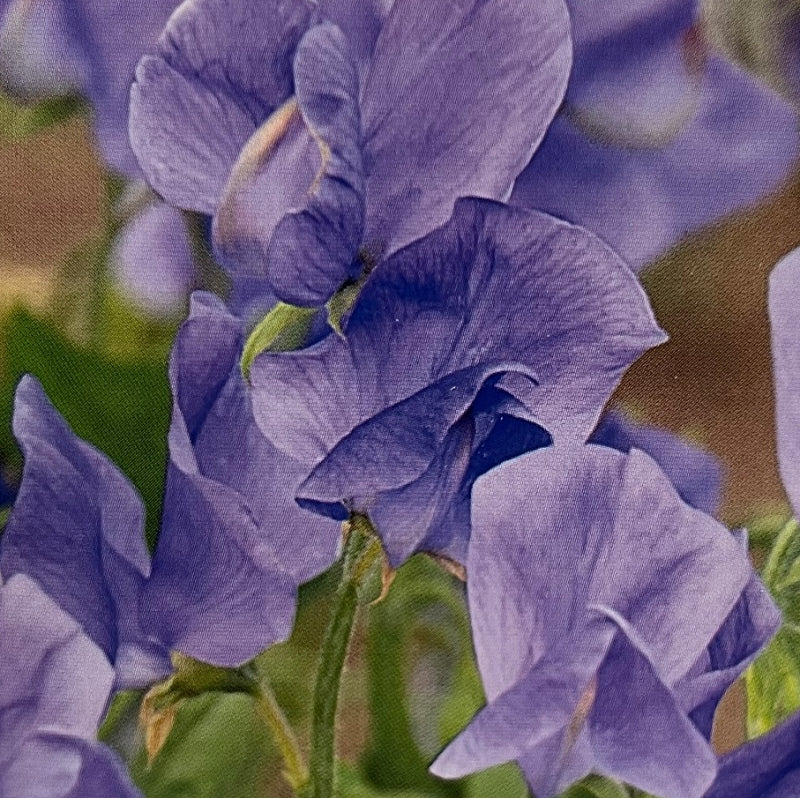 Lathyrus odoratus, Lilla ærteblomst