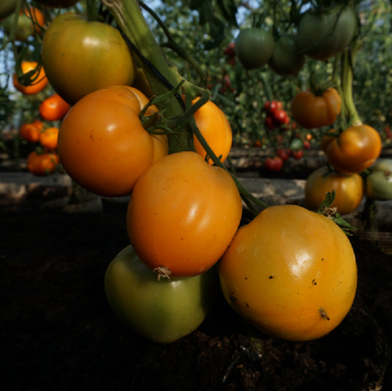 Tomat 'Oxheart Orange'