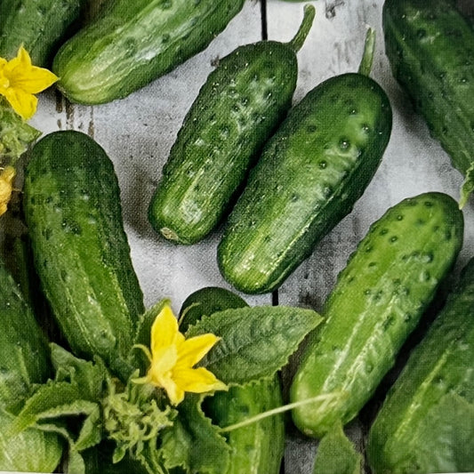 Cornichon Anulka H