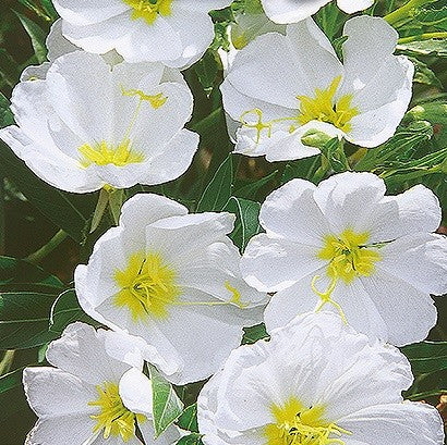 Oenothera pallida, Duftende natlys