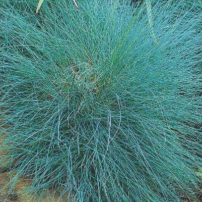 Festuca glauca, 'Varna', Bjørnegræs