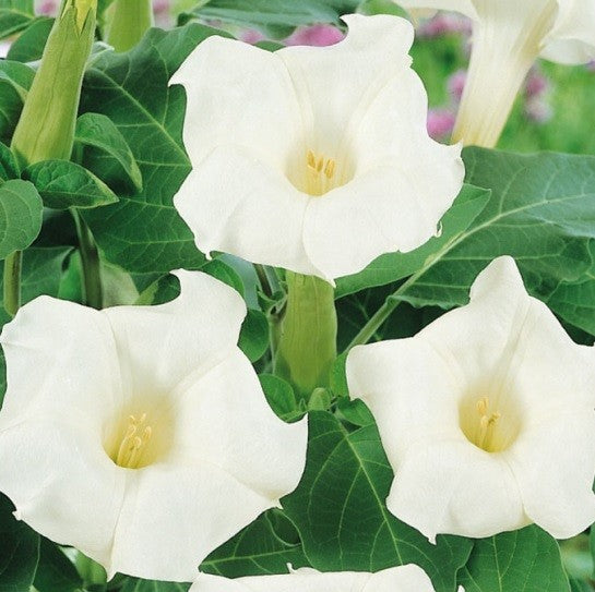 Engletrompet, Datura Metel L.