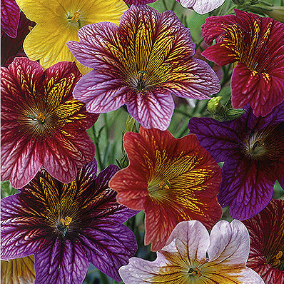 Trompettunge, Salpiglossis sin. 'Superbissima'