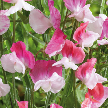 Lathyrus odoratus 'Promise'