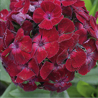 Dianthus barbatus 'Oeschberg', Studenternellike