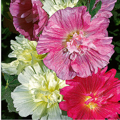 Alcea rosea L 'Majorette', stokrose