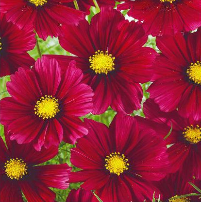 Cosmos Bipinnatus 'Sensation Carmine'