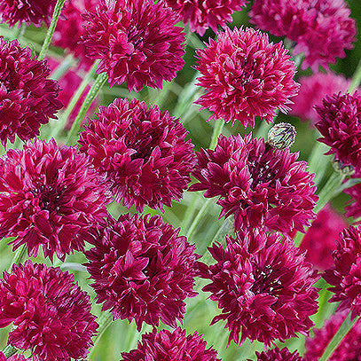 Centaurea cyanus 'Red ball', Kornblomst