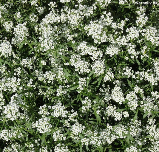 Lobularia maritima 'Snowcloth', Krognål