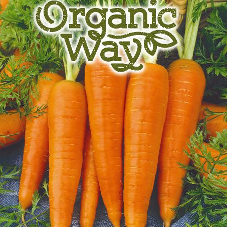 Økologisk gulerod, vinter 'Berlikumer 2'