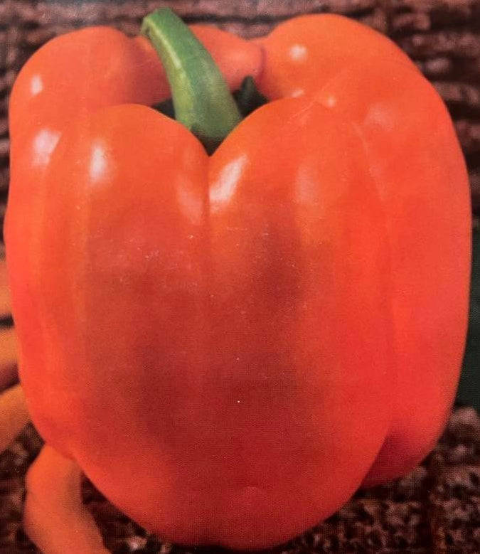 Peberfrugt Gourmet