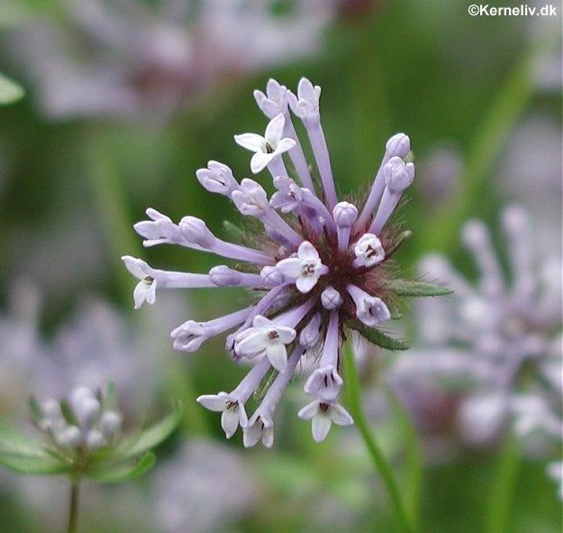 Asperula orientalis, Blå skovmærke