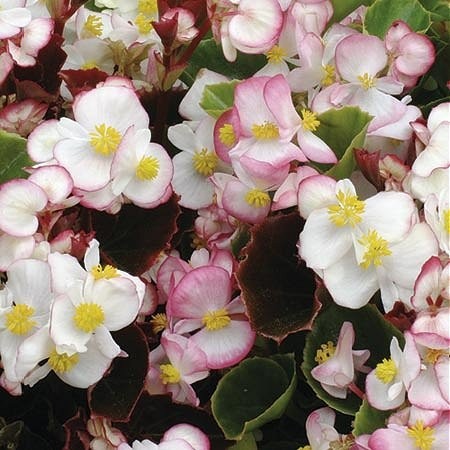 Begonia semperflorens 'Lucenec F1', Sommerbegonie