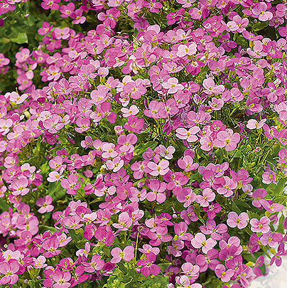 Arabis Alpina Rosea, klippekarse