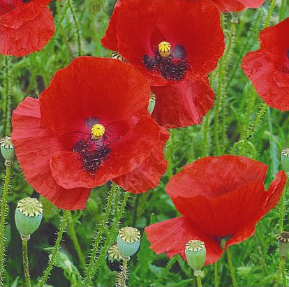 Papaver dubium Red, Gærdevalmue