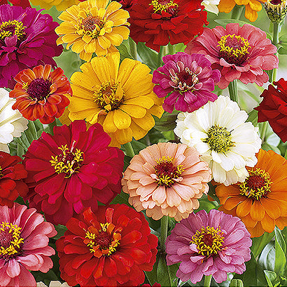 Zinnia elegans Pumila, Frøkenhat