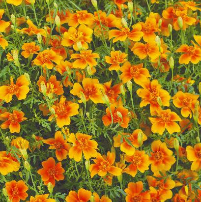 Tagetes Golden Gem, Lav fløjlsblomst