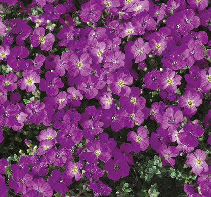 Blåpude, Aubrieta 'Cascade Purple'
