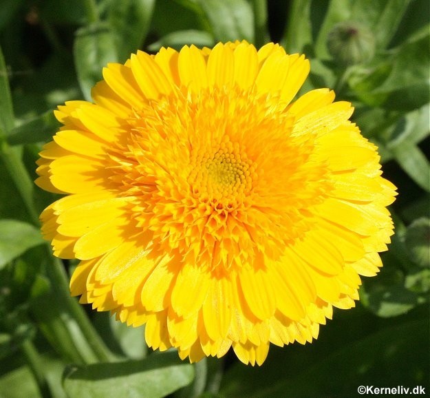 Calendula officinalis 'Kinglet Yellow', Morgenfrue