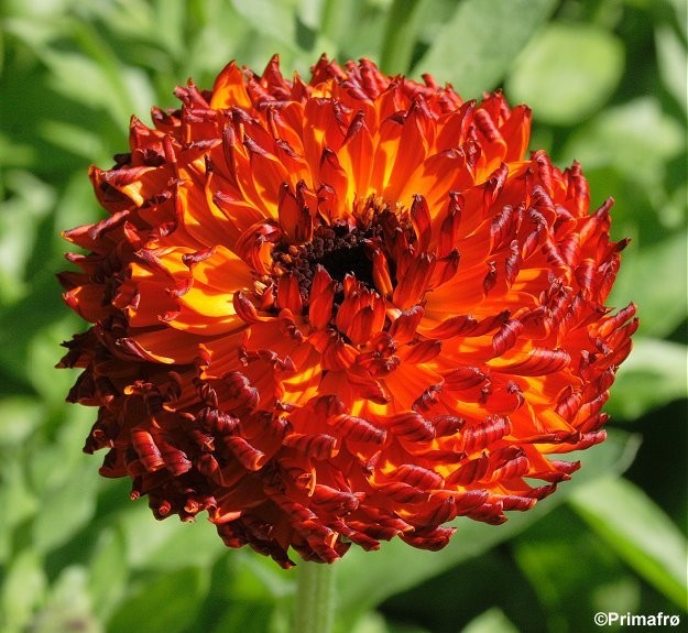 Calendula officinalis 'Neon', Morgenfrue