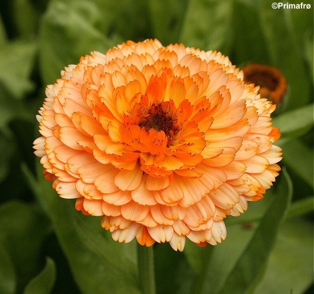 Calendula officinalis 'Pink Surprise', Morgenfrue