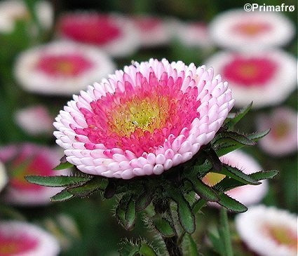 Callistephus chinensis 'Hi-no-Maru', Sommerasters