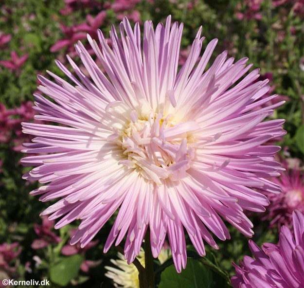 Callistephus chinensis 'Unicum', Sommerasters