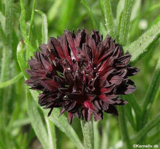 Centaurea cyanus 'Dark Beauty', Kornblomst