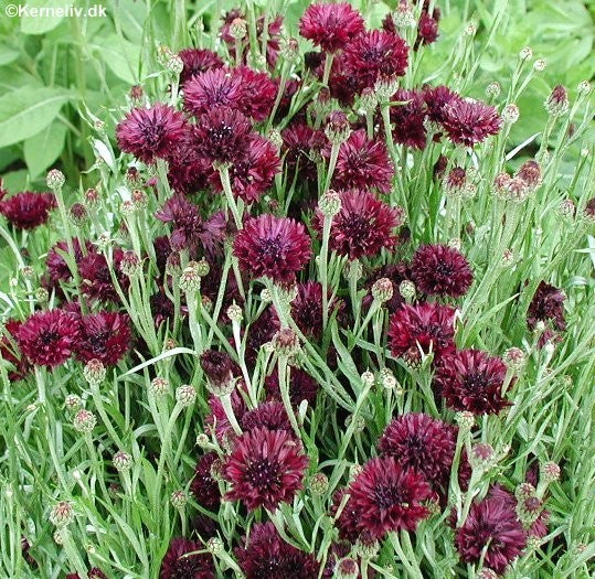 Centaurea cyanus 'Dark Beauty', Kornblomst