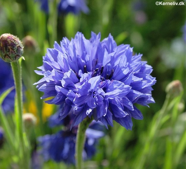 Centaurea cyanus 'Blue Heaven', Kornblomst