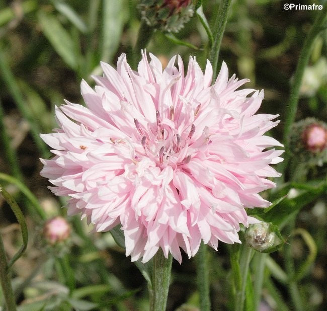 Kornblomst, Centaurea cyanus 'Rose Shade'