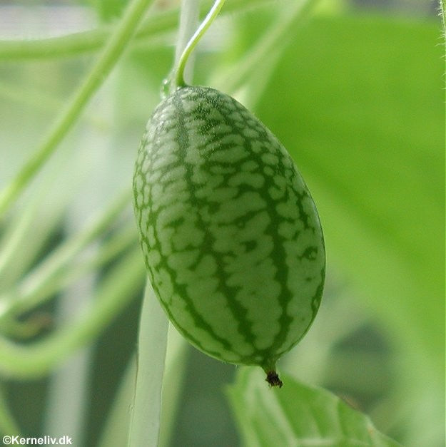 Mexicansk drueagurk, Melothria scabra