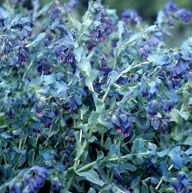 Voksurt, Cerinthe major 'Purpurascens'