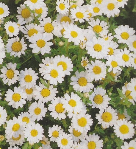 Chrysanthemum paludosum, Sommermargerit