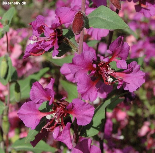 Clarkia elegans, Mølleblomst
