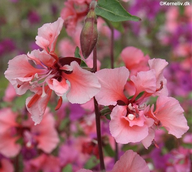 Clarkia elegans, Mølleblomst