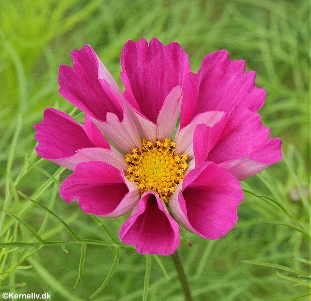 Cosmos bipinnatus 'Sea shells mix', Stolte kavalerer