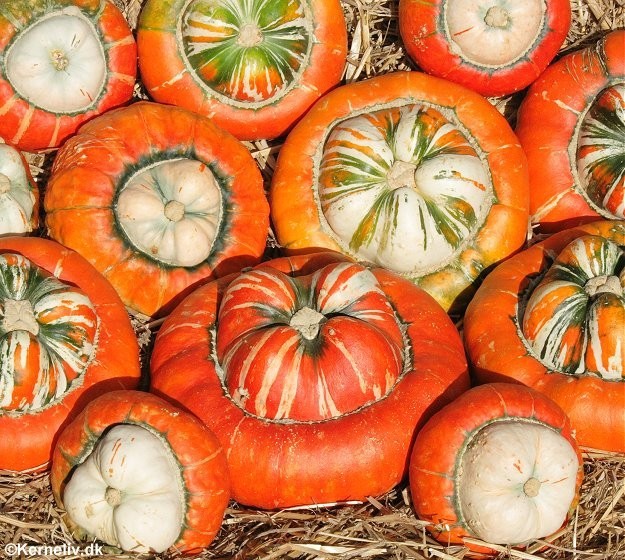 Cucurbita maxima 'Turk's Turban', Pyntegræskar