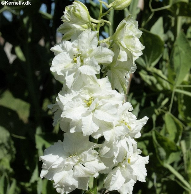 Delphinium ajacis 'Imperial Mixed', Levkøj-ridderspore