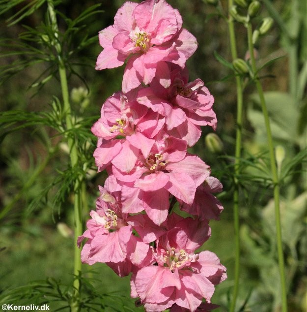 Delphinium ajacis 'Imperial Mixed', Levkøj-ridderspore