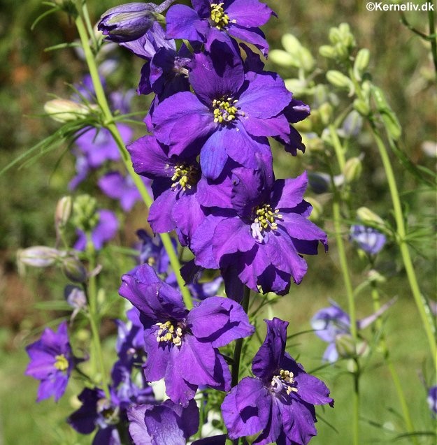 Delphinium ajacis 'Imperial Mixed', Levkøj-ridderspore