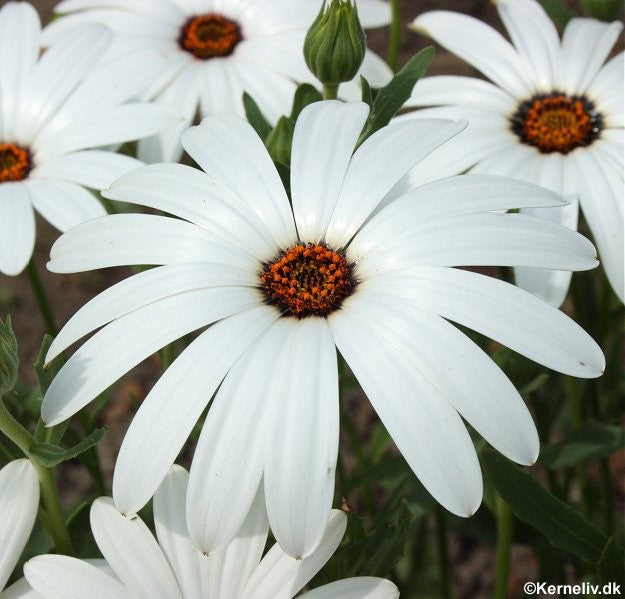 Dimorphotheca pluvialis 'Glistening white', Regnviser