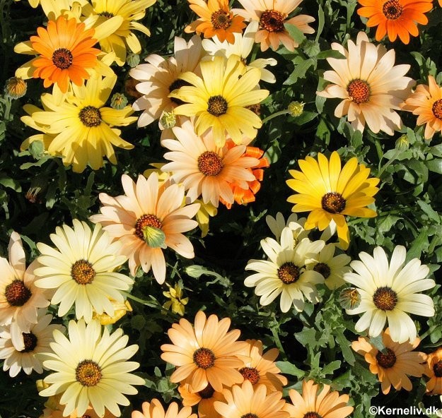 Dimorphotheca aurantiaca 'Mixture', Guldblomst