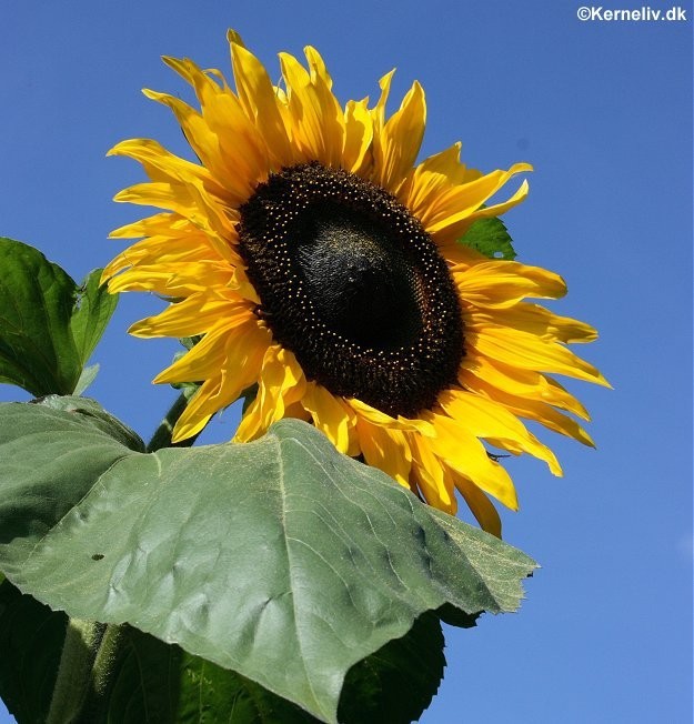 Helianthus annuus 'Gigant', Høj solsikke