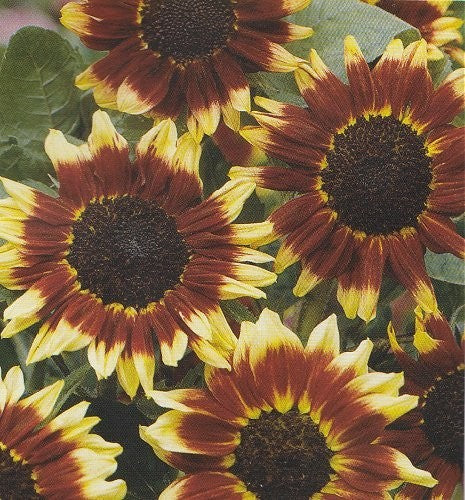 Helianthus annuus 'Florenza', Solsikke
