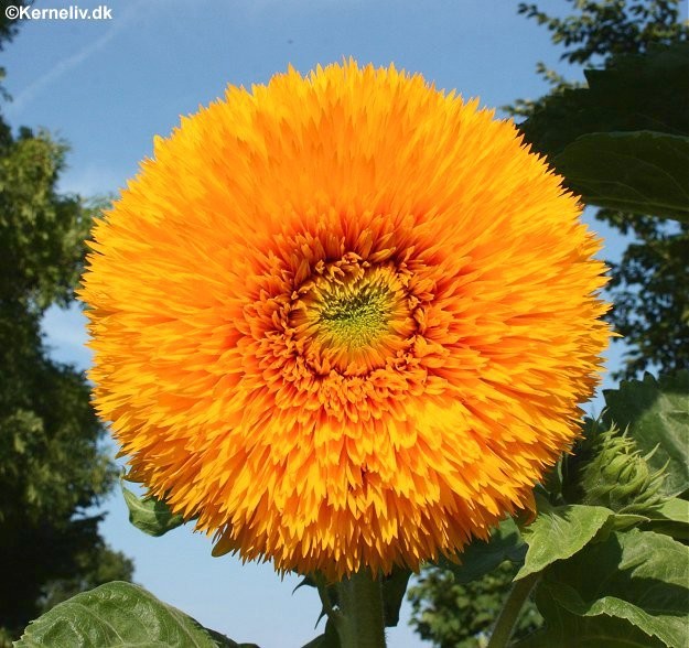 Helianthus annuus 'Sunshine', Solsikke