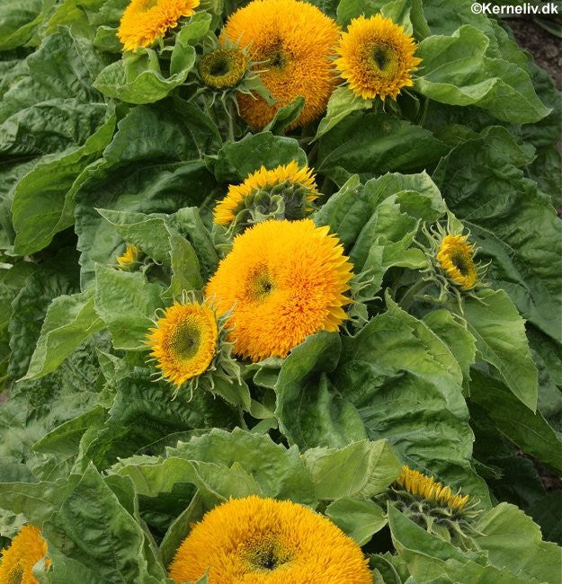 Helianthus annuus 'Teddybear', Minisolsikke