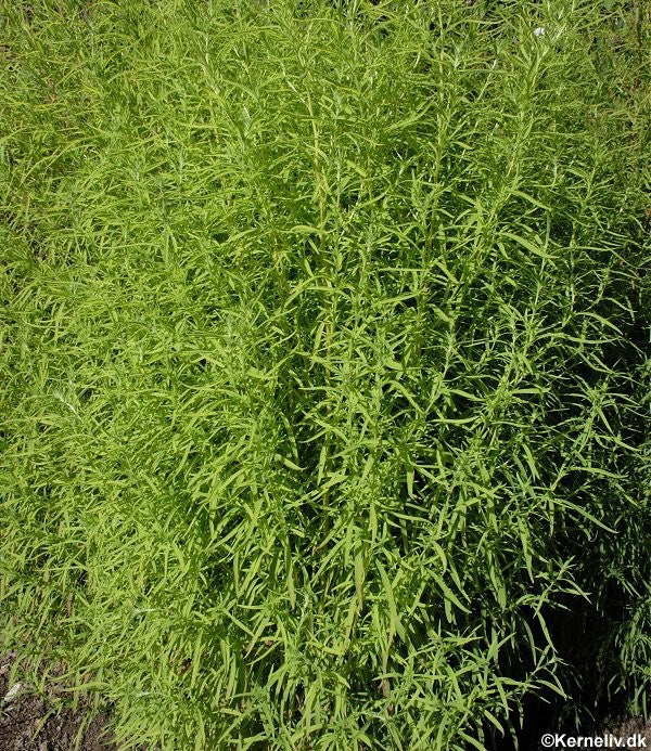 Sommercypres, Kochia tricophylla