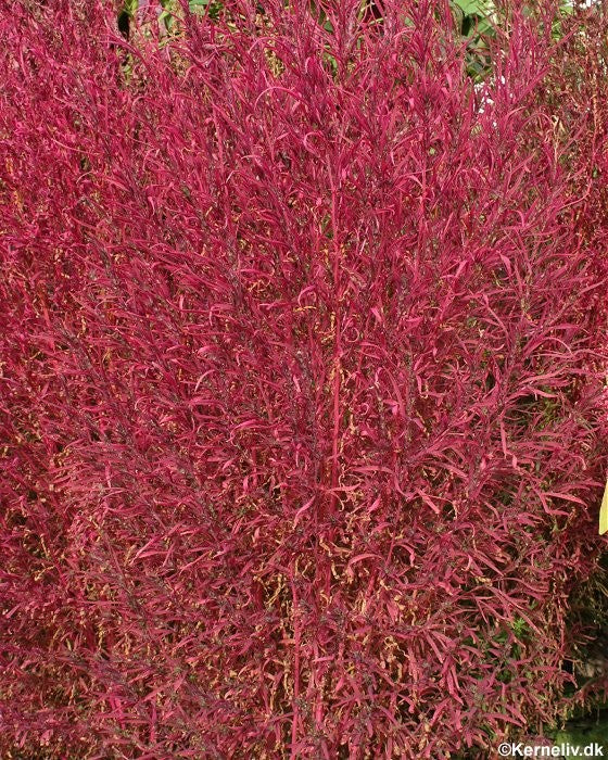 Sommercypres, Kochia tricophylla